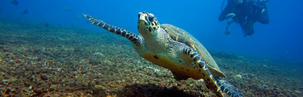 Nurkowanie i snorkeling na Lomboku – zobacz nowe video!