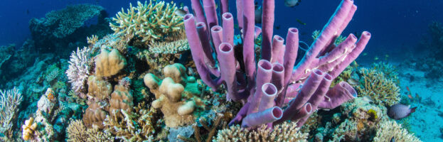 🌊 Why Pink Beach, Southeast Lombok, Is a Must-Dive Destination 🌊