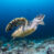 Sea Turtles in the Gili Islands: How to Meet Them the Right Way