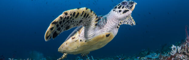 Sea Turtles in the Gili Islands: How to Meet Them the Right Way