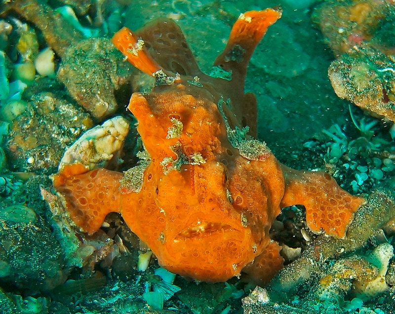 bali5
