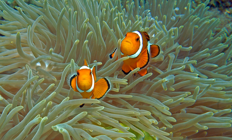 bali8