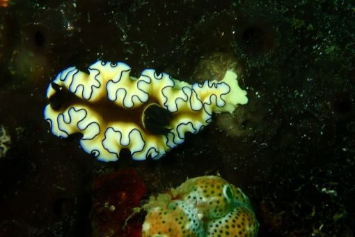 fun-dive-trip-secret-gili